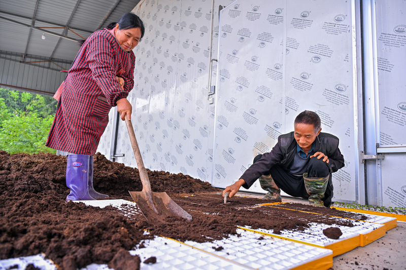 Sichuan Renshou: Busy with Autumn and Winter Vegetable Seedling Cultivation