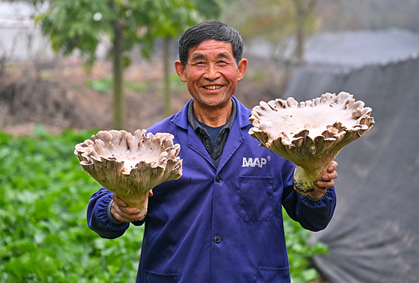 眉山仁壽：靈芝菇新鮮上市