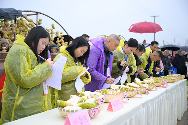 自貢市貢井區第四屆大頭菜豐收節活動順利舉行