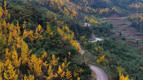 赴一場銀杏之約 共享丹棱金色長廊的冬日浪漫