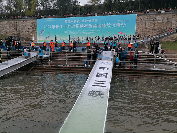 宜賓市開展2021年長江上游珍稀特有魚類增殖放流活動_fororder_放流現場-攝影-秦莉萍1