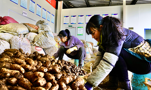 新春走基層｜涼山州雷波：大力發展天麻産業 拓寬增收致富渠道 助推鄉村振興_fororder_mmexport1642929957392