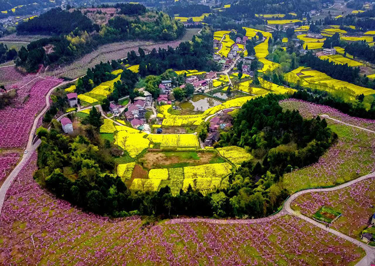 成都金堂：千畝桃花爭奇鬥艷 2022“桃醉花海 品味鄉愁”活動啟幕_fororder_花海田園-供圖-金堂縣委宣傳部