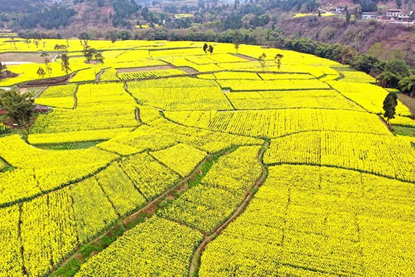 眉山仁壽：油菜花開帶火鄉村旅遊_fororder_航拍油菜花田-攝影-潘建勇(1)