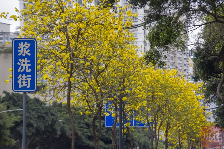 （轉載）在成都的這兩條街，就能打卡黃花風鈴木