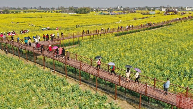 （中首）四川廣漢：萬畝“軟黃金”包圍新村美