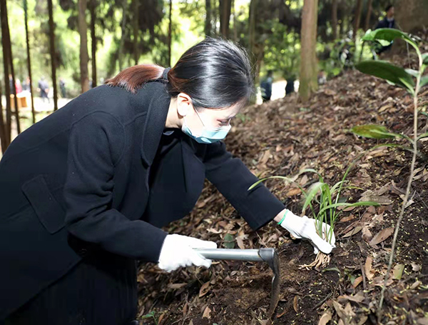眉山丹棱：放蘭歸山3萬株 助力生物多樣性_fororder_放蘭歸山現場-供圖-丹棱縣委宣傳部(2)