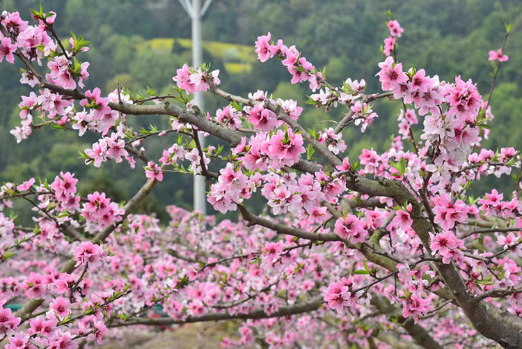 成都金堂：千畝桃花爭奇鬥艷 2022“桃醉花海 品味鄉愁”活動啟幕_fororder_盛開的桃花-供圖-金堂縣委宣傳部
