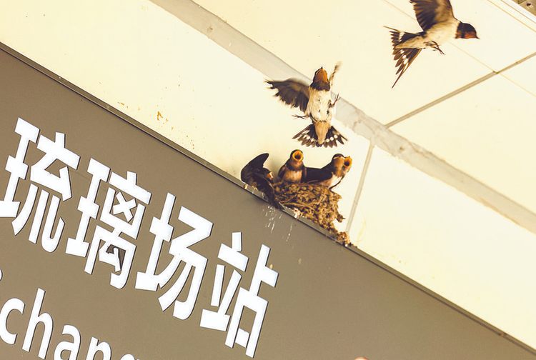 （轉載）厚植生態本底 共護美麗成都_fororder_未標題-3