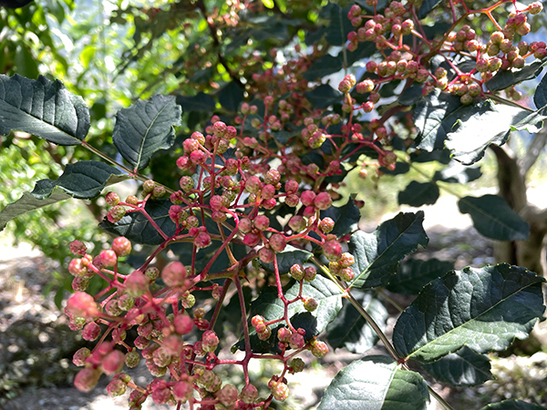 鄉村振興看阿壩｜茂縣發展花椒産業 助力高半山鄉村振興_fororder_基地花椒-供圖-中共阿壩州委網信辦