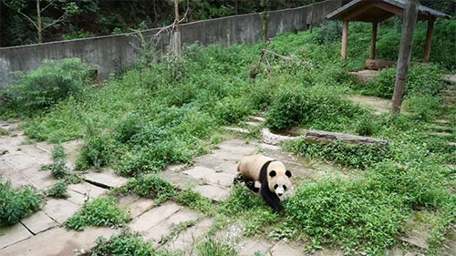 中國大熊貓保護研究中心雅安基地：大熊貓“四海”“京京”啟程前往卡塔爾_fororder_四海-供圖-雅安市委宣傳部(1)