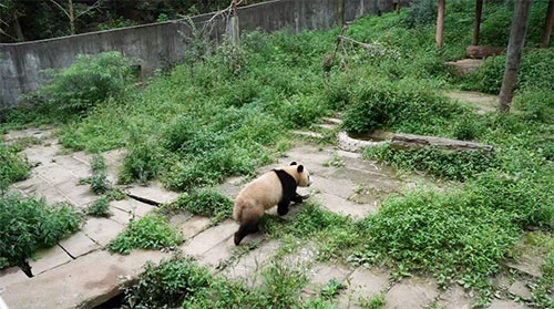 中國大熊貓保護研究中心雅安基地：大熊貓“四海”“京京”啟程前往卡塔爾_fororder_四海-供圖-雅安市委宣傳部