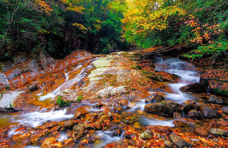 第二十屆四川光霧山國際紅葉節將於11月1日開幕_fororder_十八月潭景區—溪水落葉