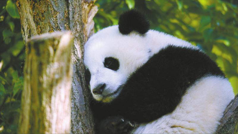 （轉載）四川生物多樣性保護紀錄片《生態秘境》登陸央視