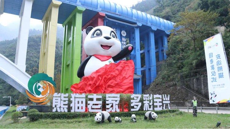 熊貓家園 溯源寶興｜“安逸”熊貓回老家了_fororder_未標題-1