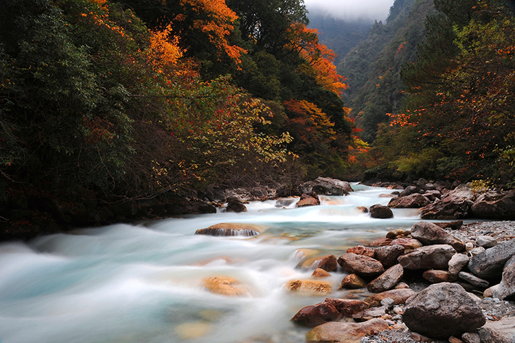 2022四川紅葉生態旅遊節分會場暨寶興夾金山第十一屆紅葉節啟幕_fororder_寶興紅葉彩林-供圖-寶興縣文化體育和旅遊局