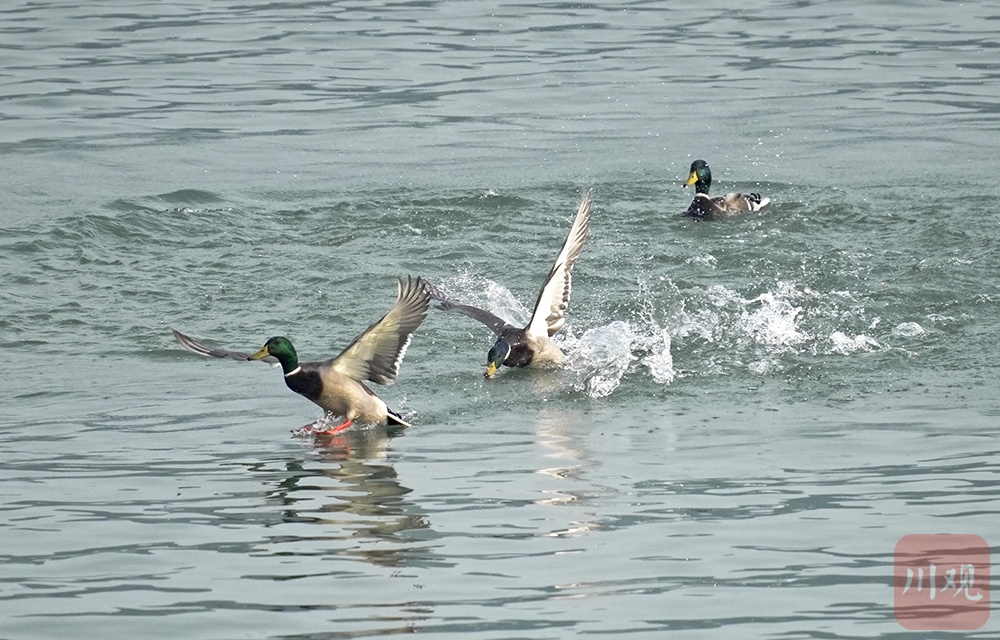 （轉載）宜賓江安：青山綠水鳥鳴 長江生態景美