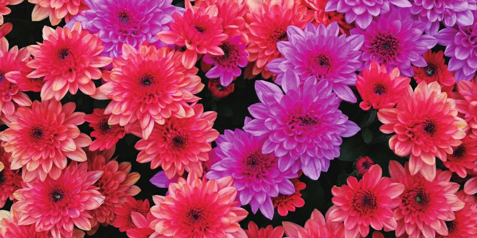 （轉載）芳菊鬱金黃 秋色耀蓉城