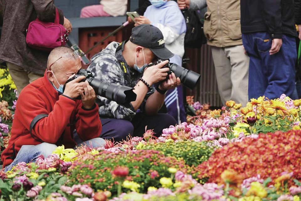 （轉載）芳菊鬱金黃 秋色耀蓉城