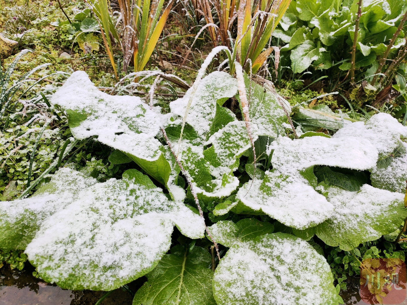 （轉載）好冷！綿陽安州千佛鎮降下今冬第一場雪
