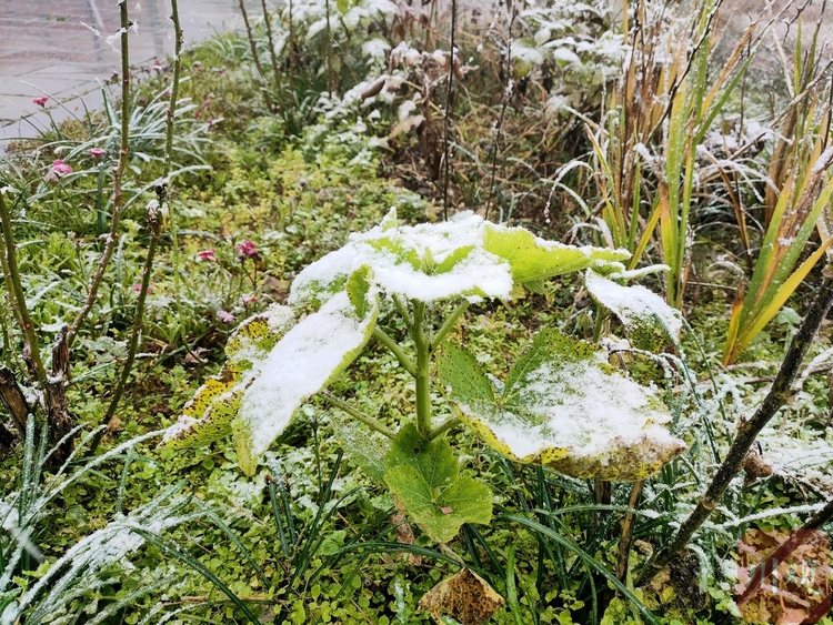 （轉載）好冷！綿陽安州千佛鎮降下今冬第一場雪