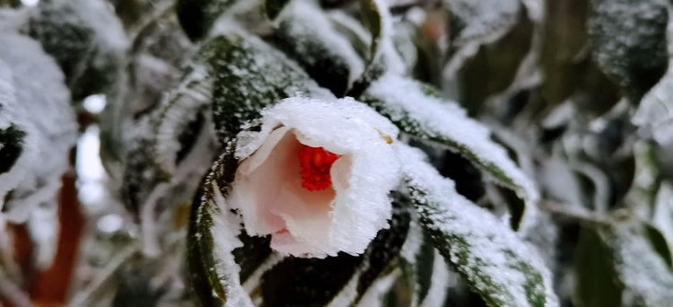 （轉載）斷崖式降溫 瀘州多地迎來今冬首場降雪