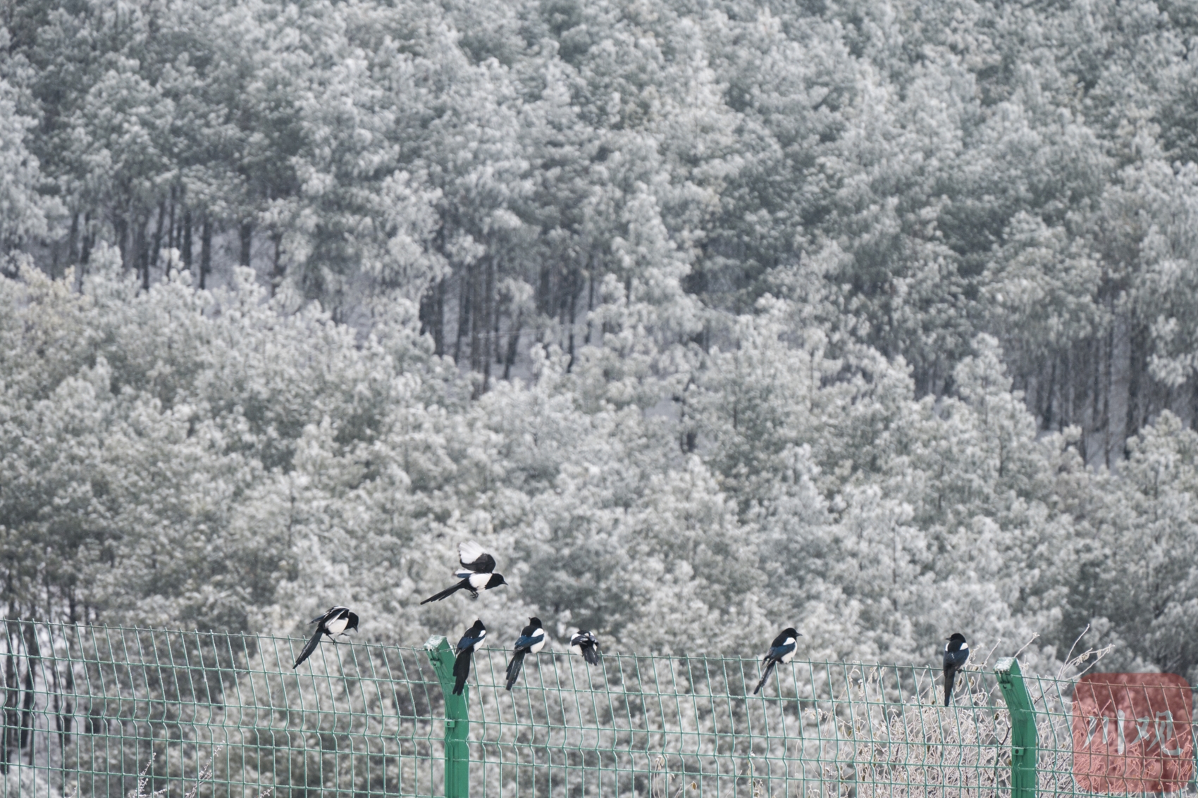 （轉載）涼山小相嶺迎降雪 滿眼北國風光