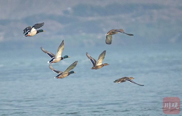 （轉載）宜賓江安：青山綠水鳥鳴 長江生態景美