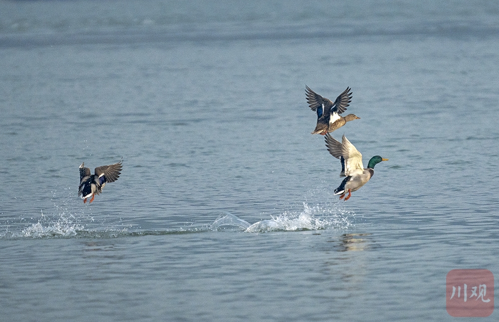 （轉載）宜賓江安：青山綠水鳥鳴 長江生態景美