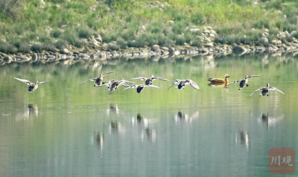 （轉載）宜賓江安：青山綠水鳥鳴 長江生態景美