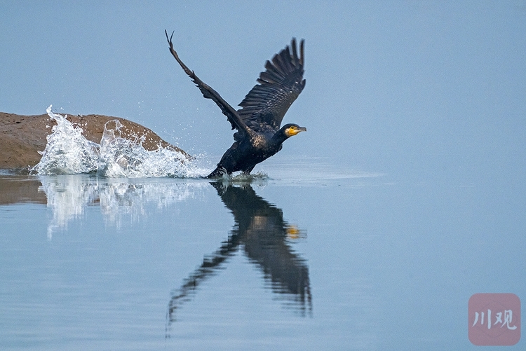 （轉載）宜賓江安：青山綠水鳥鳴 長江生態景美