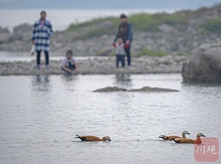 （轉載）宜賓江安：青山綠水鳥鳴 長江生態景美