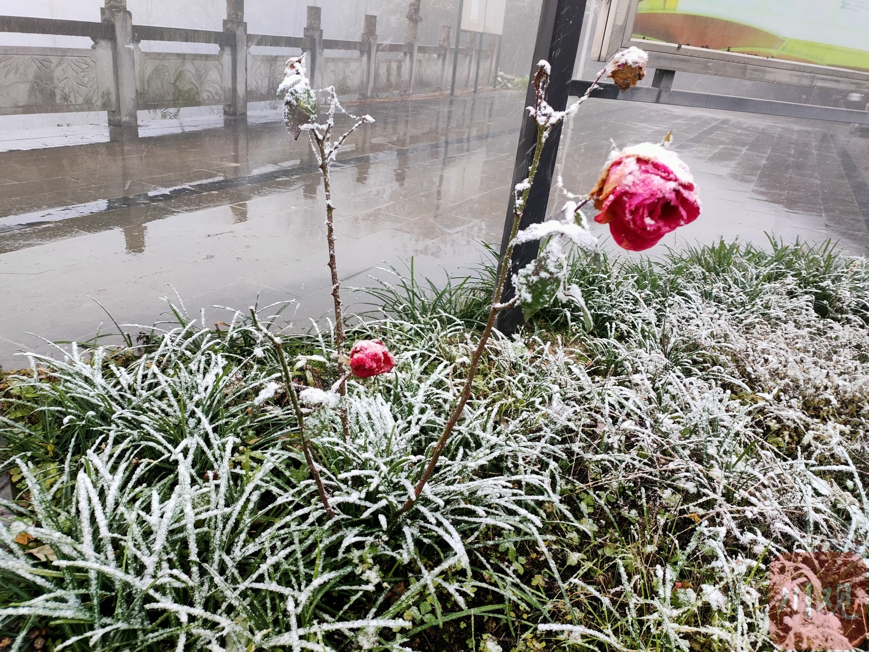 （轉載）好冷！綿陽安州千佛鎮降下今冬第一場雪