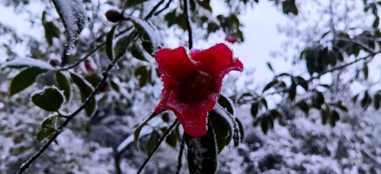 （轉載）斷崖式降溫 瀘州多地迎來今冬首場降雪