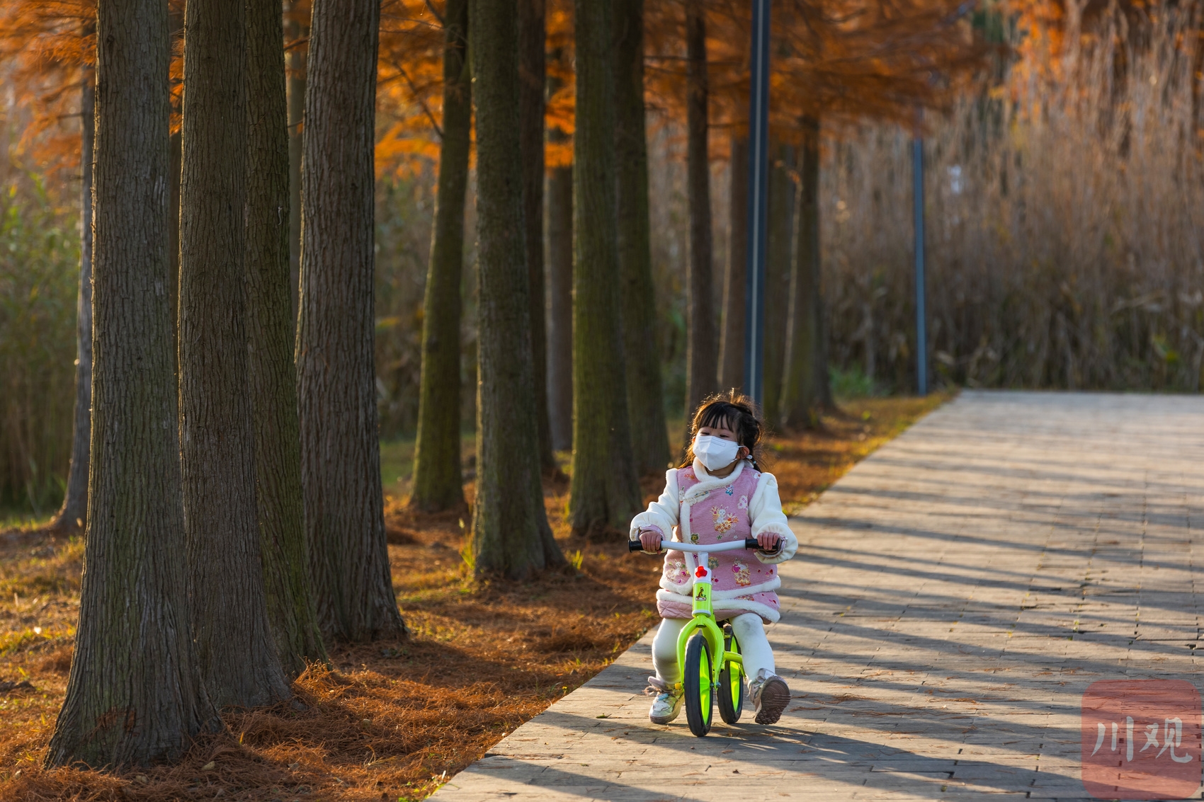 （轉載）天高氣爽 香城濕地生態公園的水杉紅了
