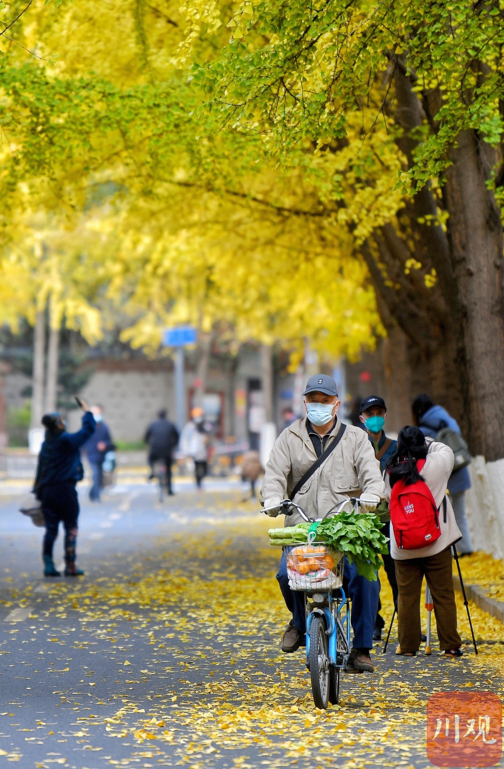 （轉載）成都滿城金黃 又是一年銀杏季