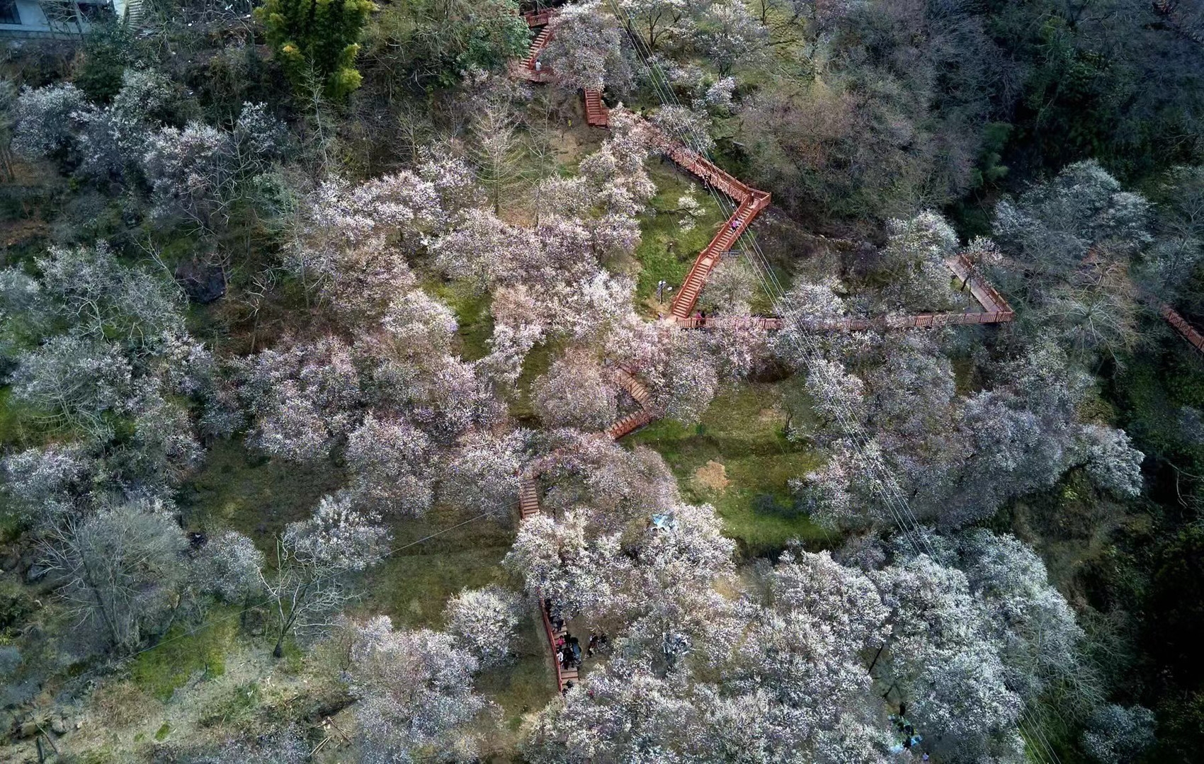 （轉載）春回大地 綿陽平武萬畝梅林競次開放