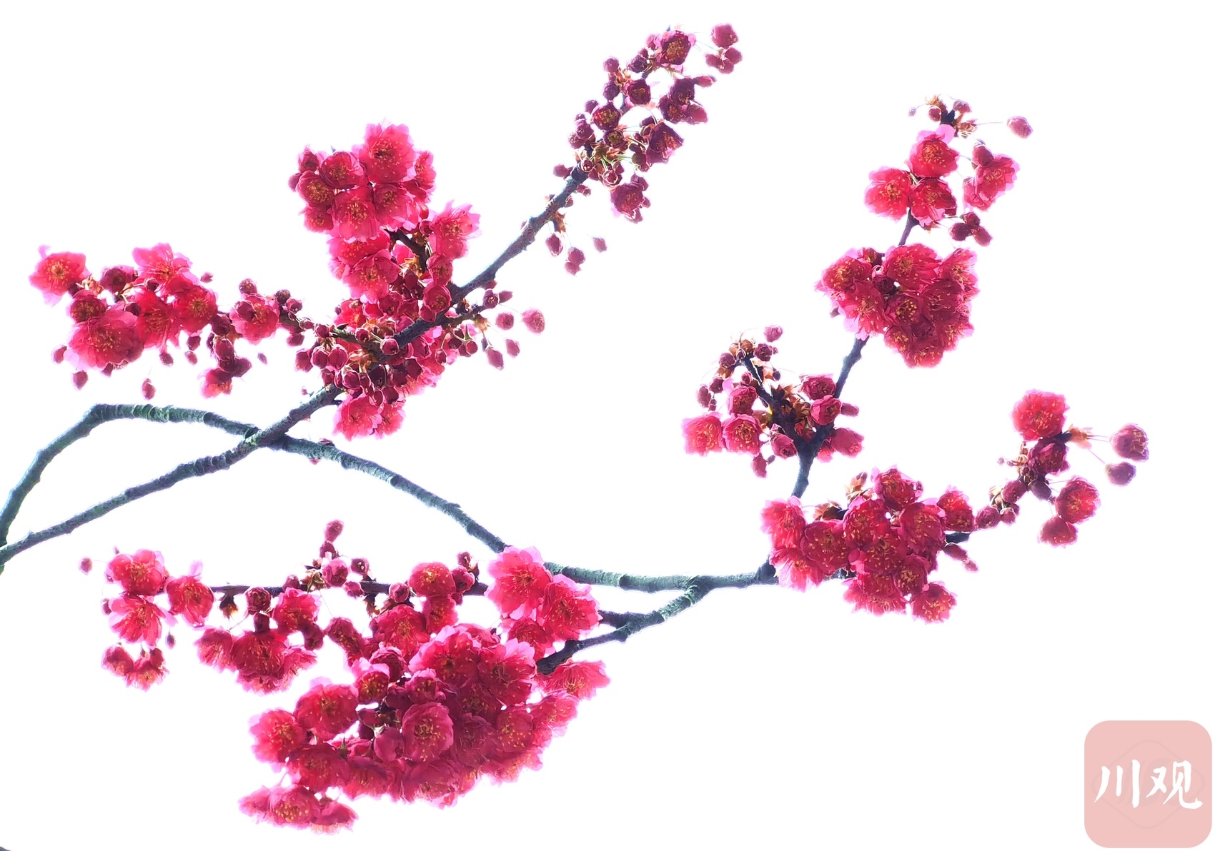 （轉載）如緋霞明艷 成都最早的櫻花開了！