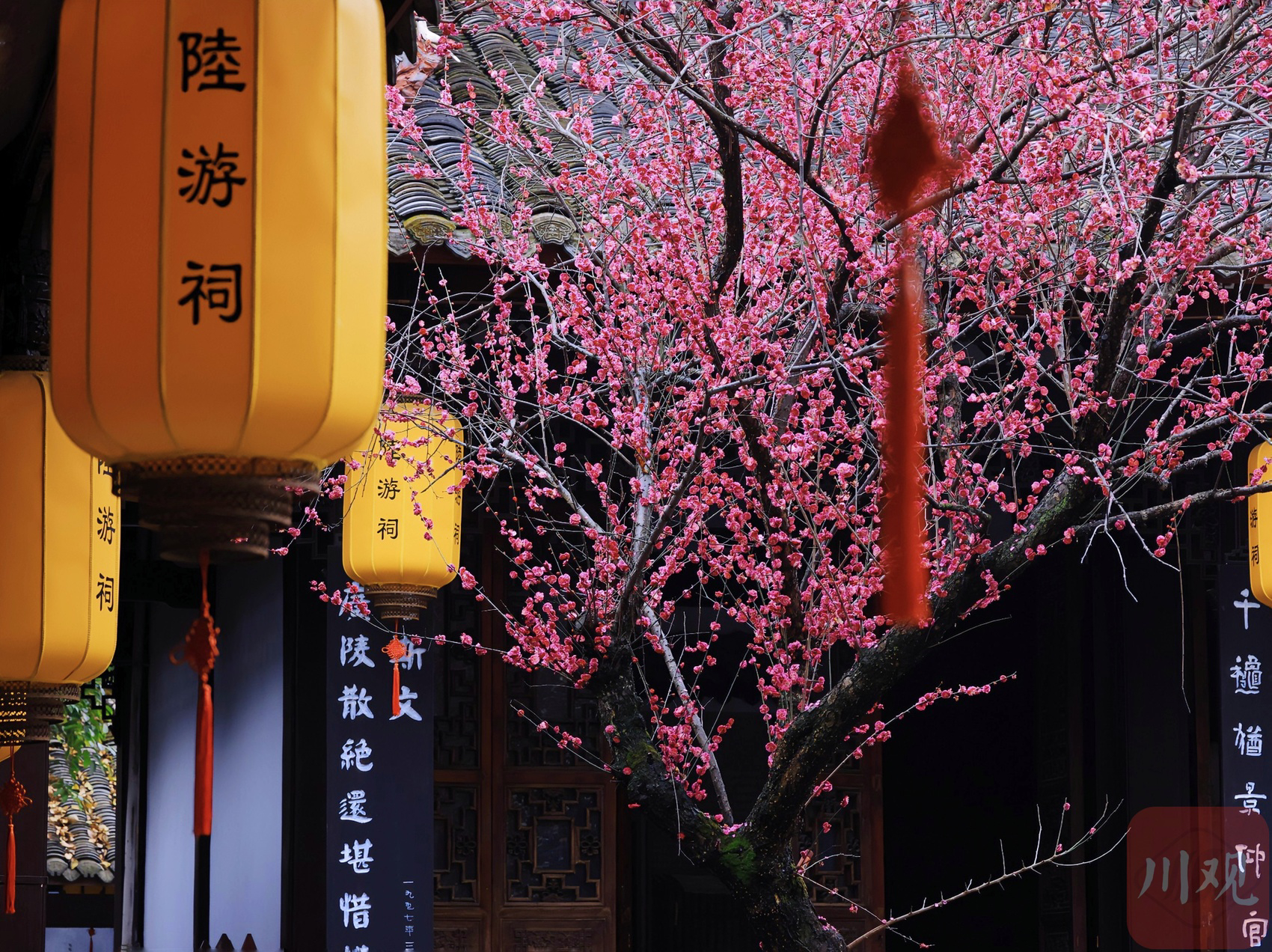 （轉載）古風韻味！當陸游筆下的梅花盛開在陸游祠