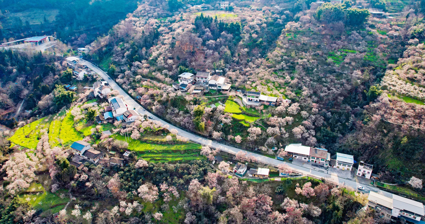 （轉載）春回大地 綿陽平武萬畝梅林競次開放