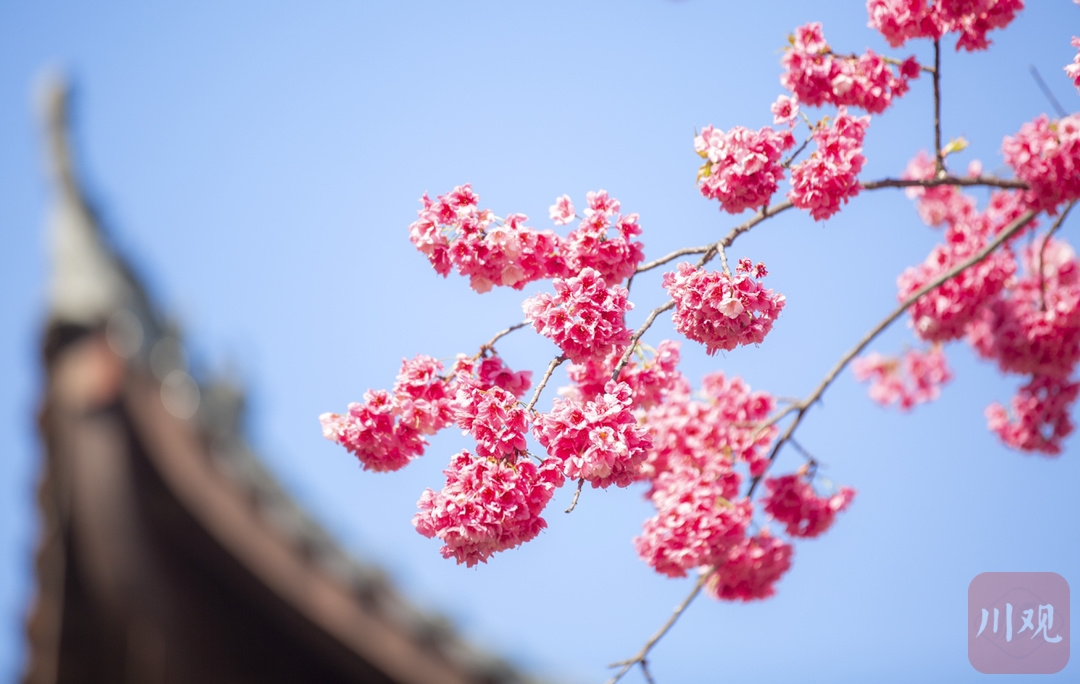 （轉載）#你好·春天# 到千年古剎光福寺 聽櫻花盛開的聲音