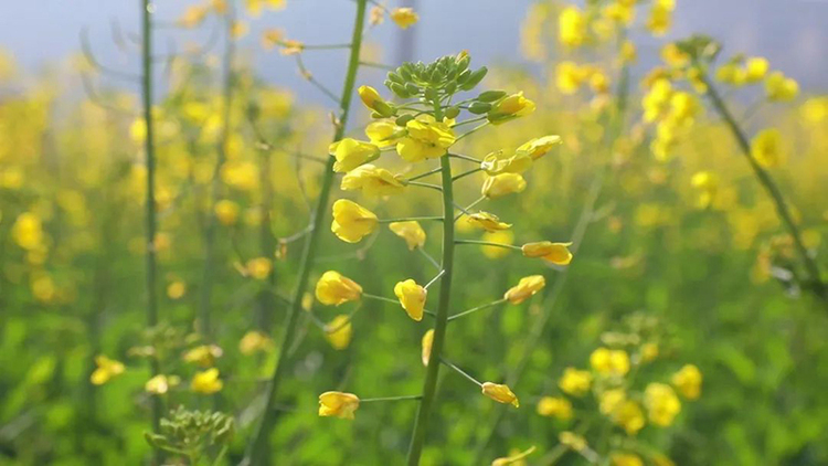 組圖｜春風十里 花舞漢源_fororder_漢源九襄鎮花瓣路油菜花-供圖-漢源縣委宣傳部（1）