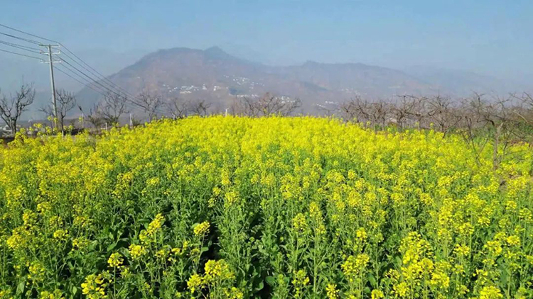 組圖｜春風十里 花舞漢源_fororder_漢源九襄鎮花瓣路油菜花-供圖-漢源縣委宣傳部