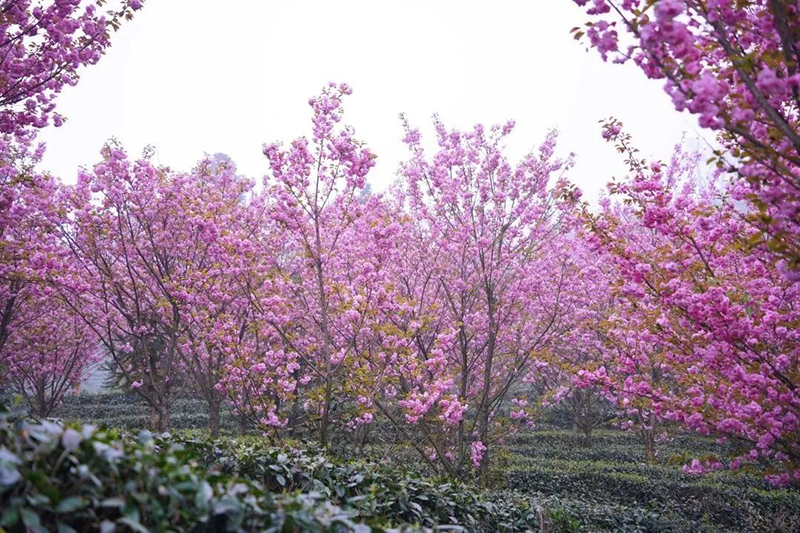 組圖｜雅安名山：我與春天有個約會_fororder_蒙頂山櫻花茶園-供圖-名山區委宣傳部