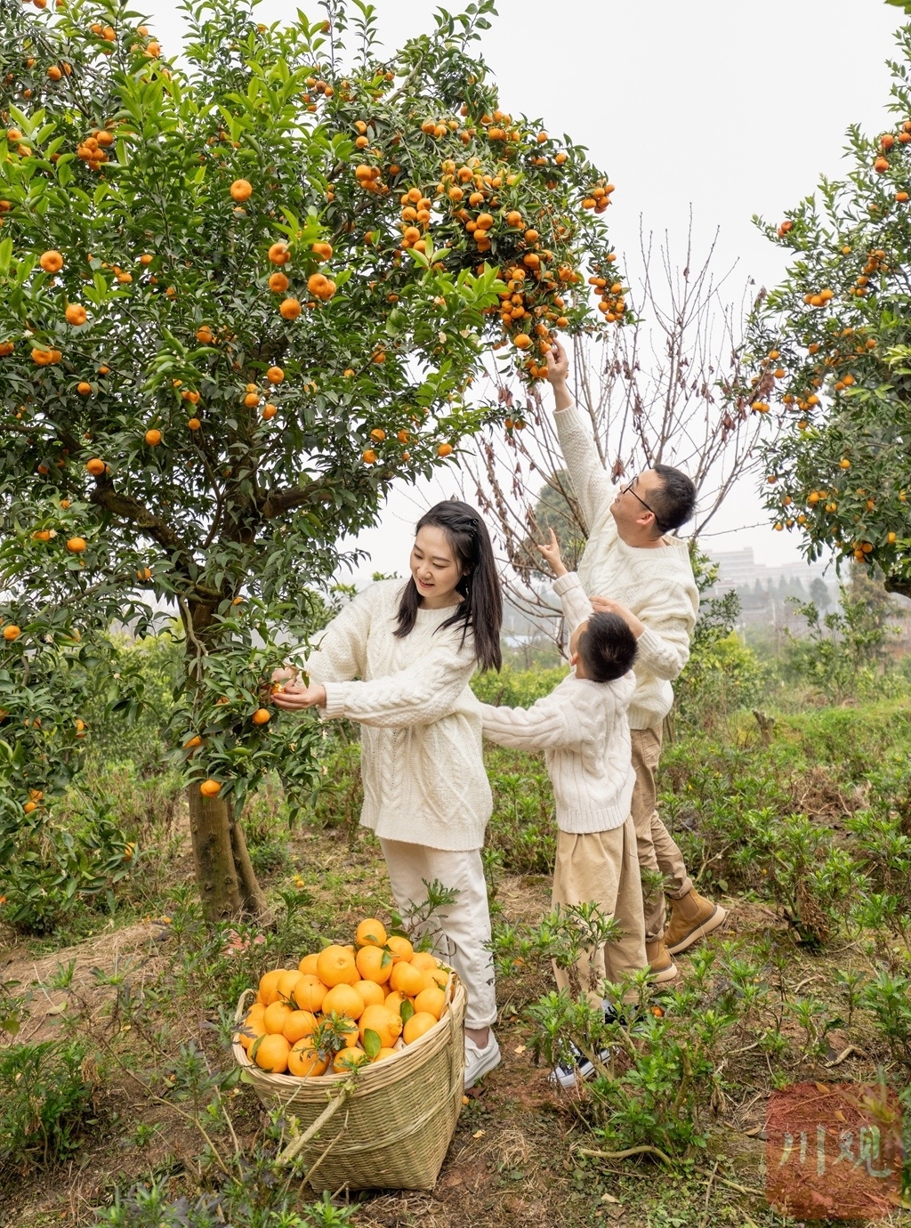 （轉載）滿園春光美 碩果醉遊人