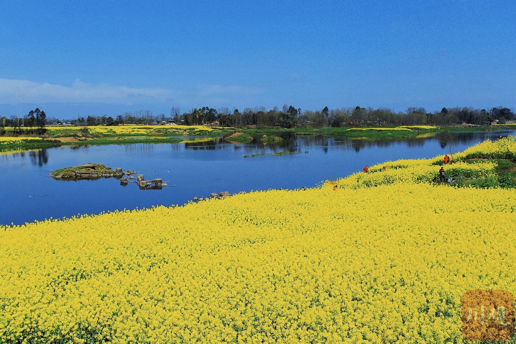 （轉載）多地油菜花開了！邛崍、崇州……遍地金黃
