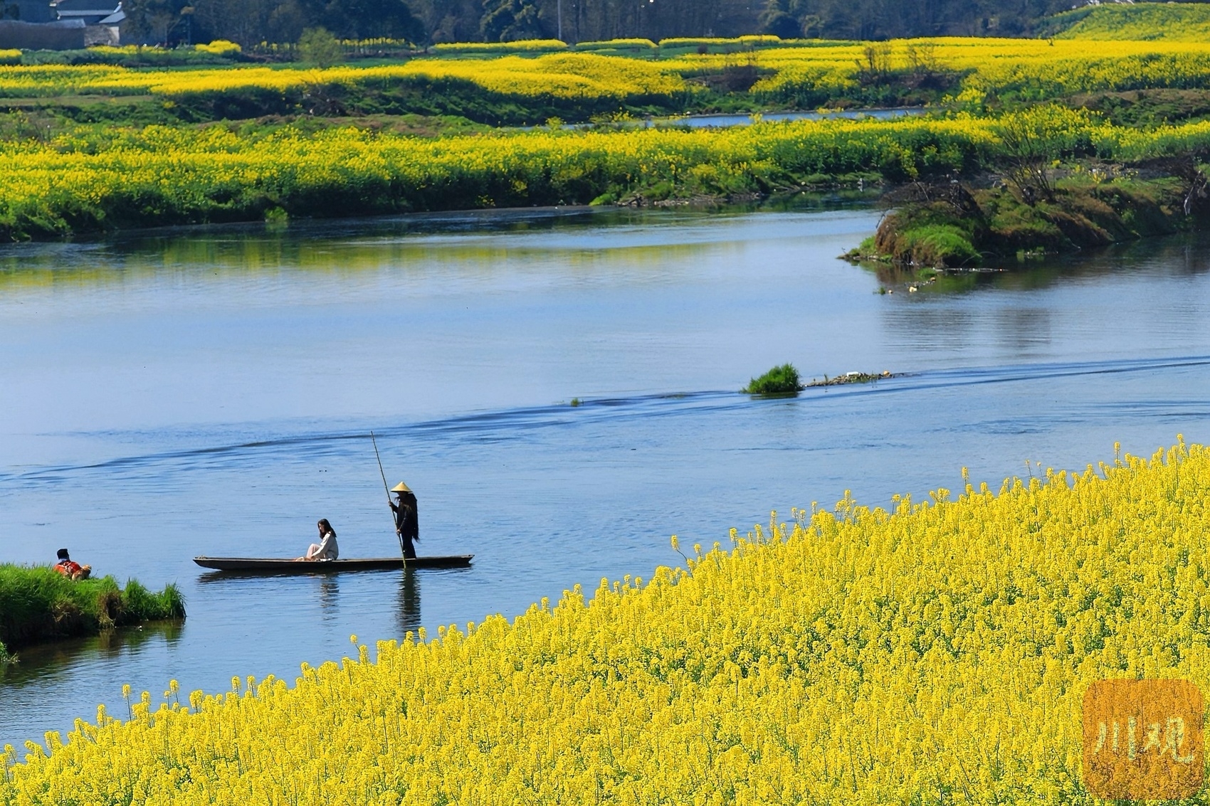 （轉載）多地油菜花開了！邛崍、崇州……遍地金黃