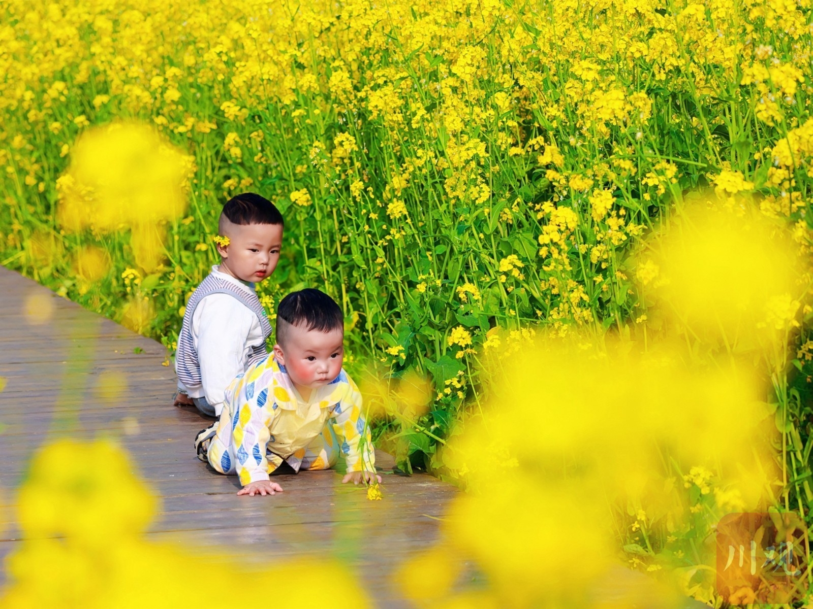 （轉載）多地油菜花開了！邛崍、崇州……遍地金黃