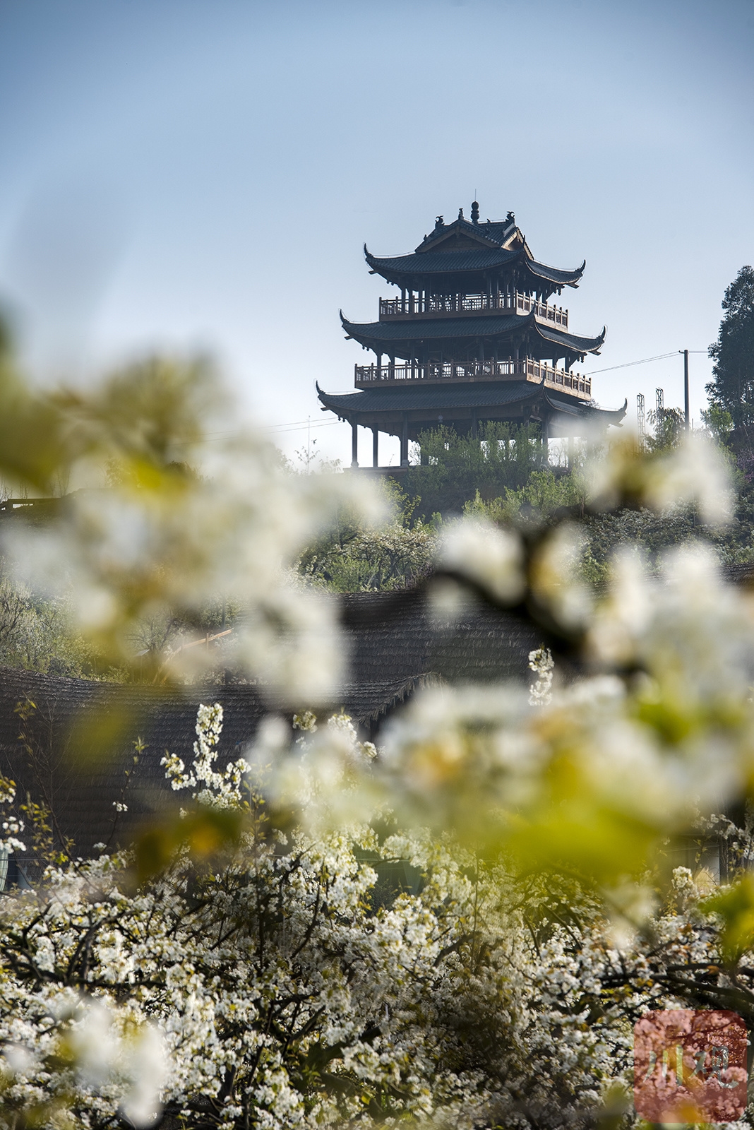 （轉載）#你好·春天#彭州葛仙山：梨花盛放競春色