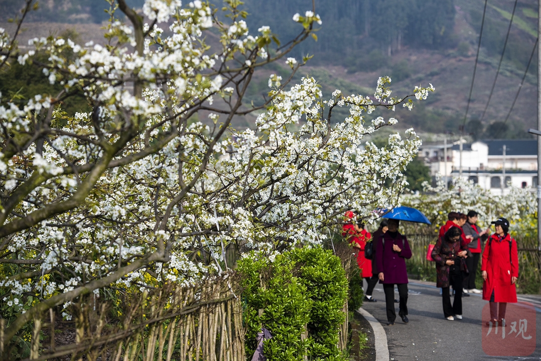 （轉載）#你好·春天#彭州葛仙山：梨花盛放競春色